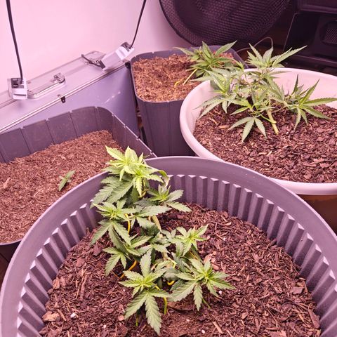 Caramel Kush Top/LST growlog timeline photo