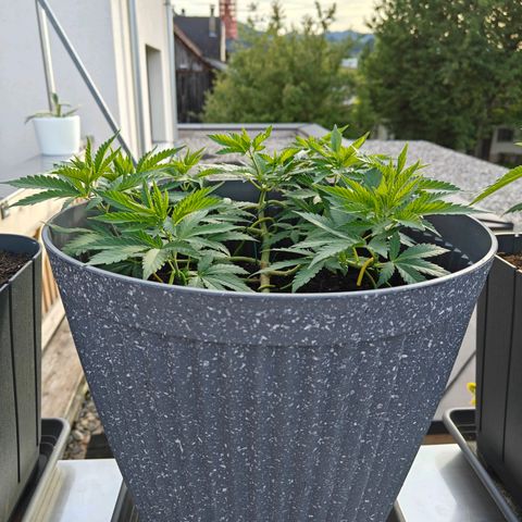 Caramel Kush Top/LST growlog timeline photo