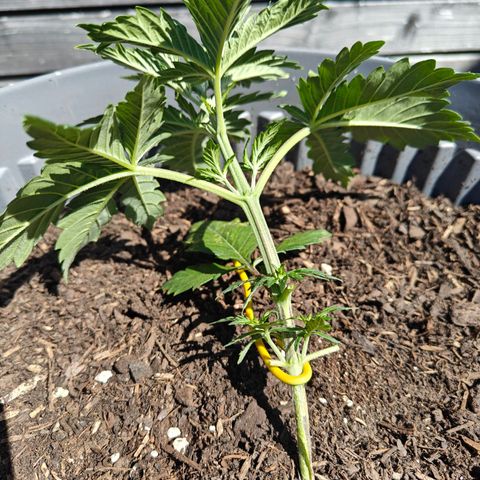 Caramel Kush Top/LST growlog timeline photo