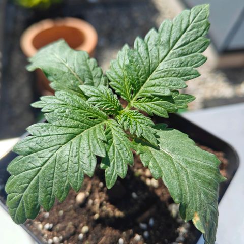 Caramel Kush Top/LST growlog timeline photo