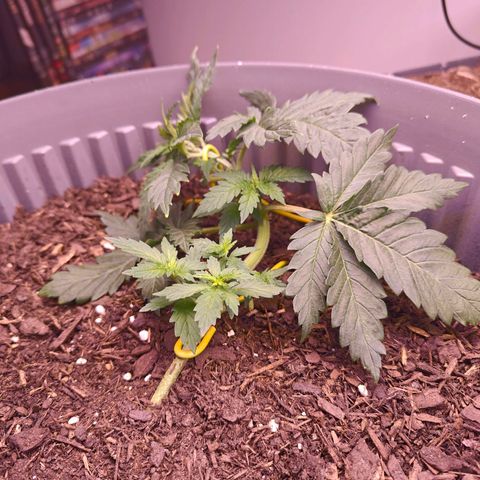Caramel Kush Top/LST growlog timeline photo