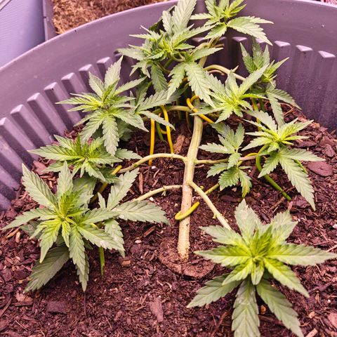 Caramel Kush Top/LST growlog timeline photo
