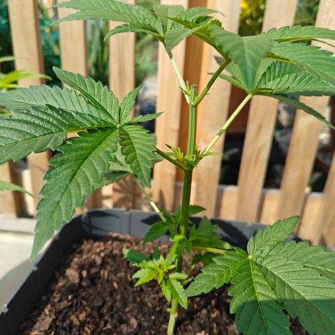 Chiquita 2 growlog photo: Topping 