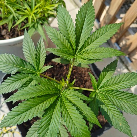 Chiquita 2 growlog photo: Topping 