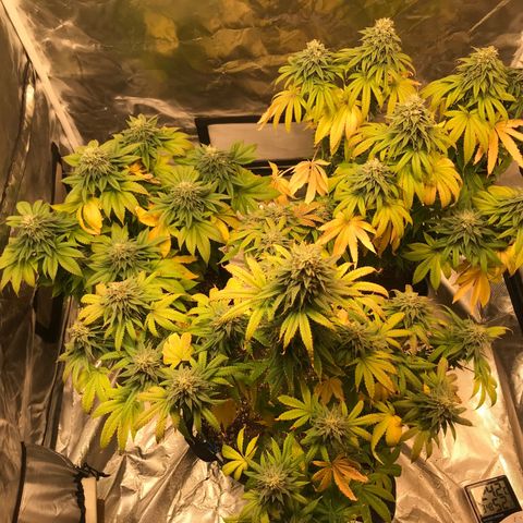 Gelato 41 #2 growlog timeline photo