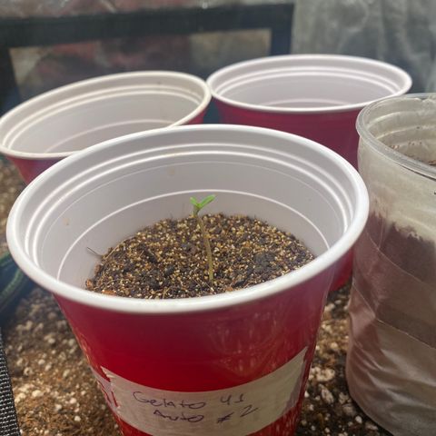 Gelato 41 #2 growlog photo: Semente começou brotar e clones estão mostrando as raizes. 