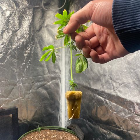 Gelato 41 #2 growlog photo: Semente começou brotar e clones estão mostrando as raizes. 