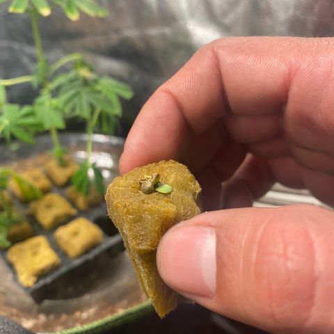 Gelato 41 #2 growlog photo: Semente começou brotar e clones estão mostrando as raizes. 