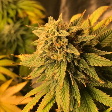 Gelato 41 #2 growlog timeline photo