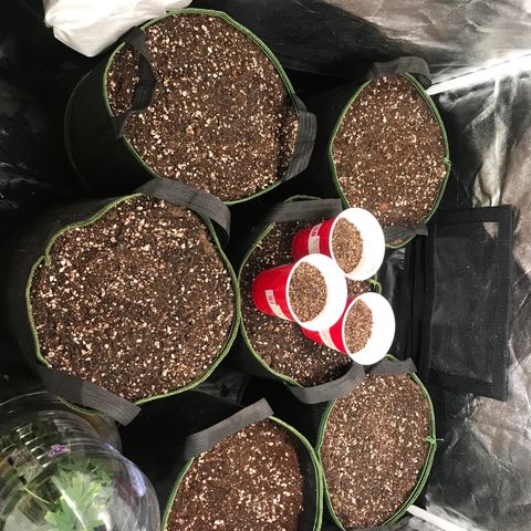 Gelato 41 #2 growlog timeline photo