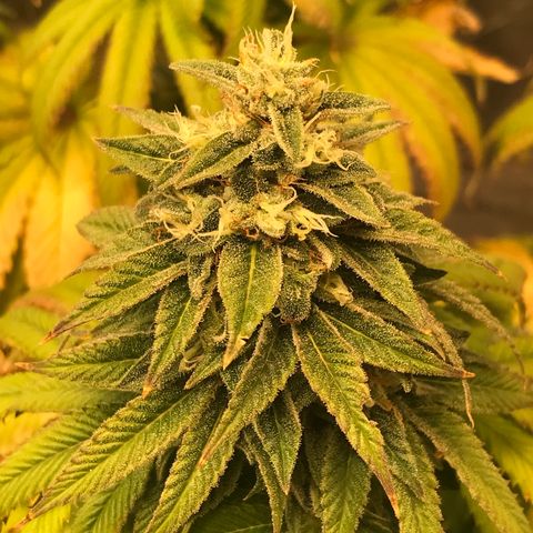 Gelato 41 #2 growlog timeline photo