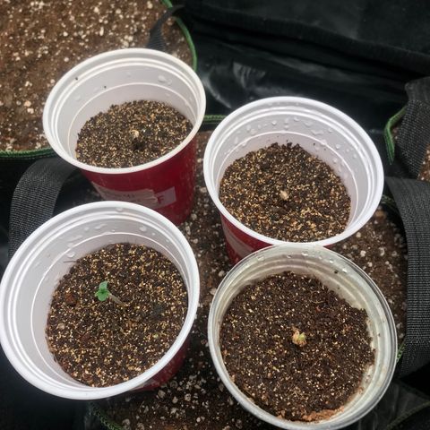 Gelato 41 #2 growlog timeline photo