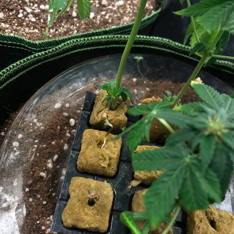 Gelato 41 #2 growlog timeline photo