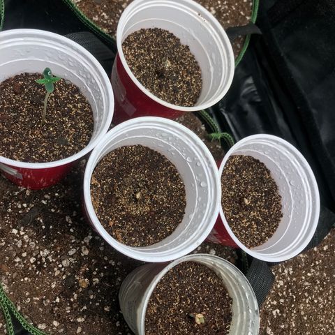 Gelato 41 #2 growlog timeline photo