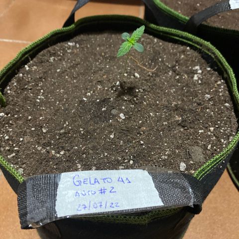 Gelato 41 #2 growlog photo: Transplante para vaso de feltro 12 litros