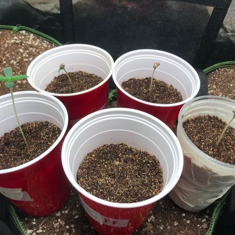 Gelato 41 #2 growlog timeline photo