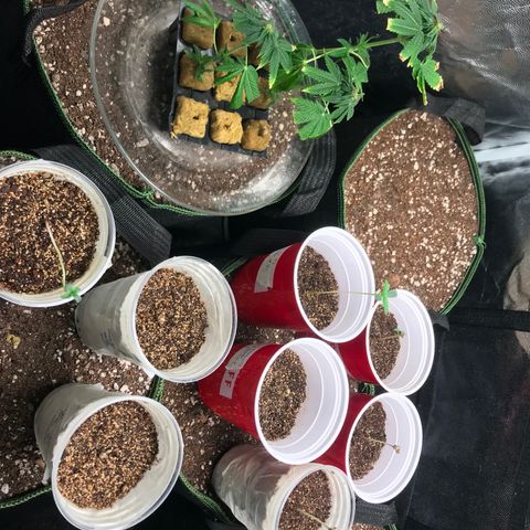 Gelato 41 #2 growlog timeline photo
