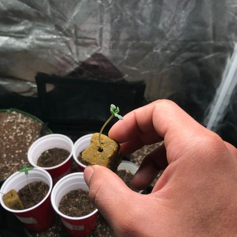Gelato 41 #2 growlog timeline photo