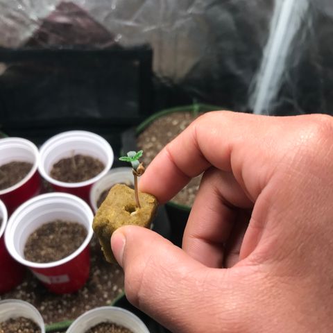 Gelato 41 #2 growlog timeline photo