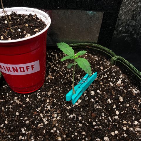 Gelato 41 #2 growlog timeline photo