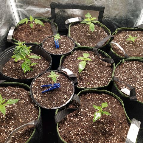 Gelato 41 #2 growlog timeline photo