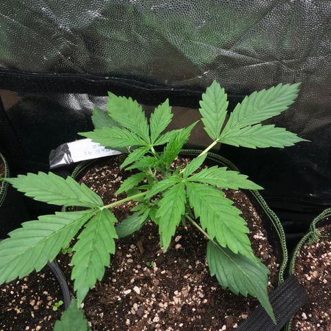 Gelato 41 #2 growlog timeline photo