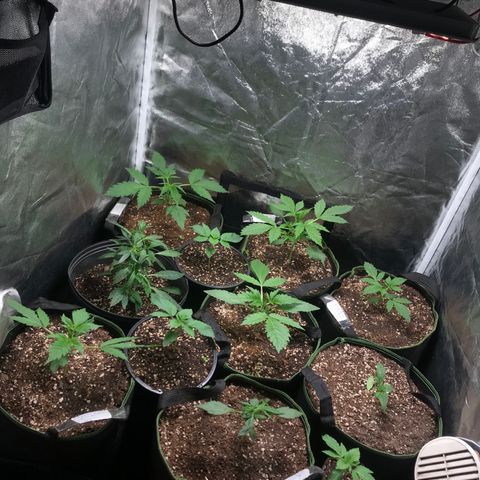 Gelato 41 #2 growlog timeline photo