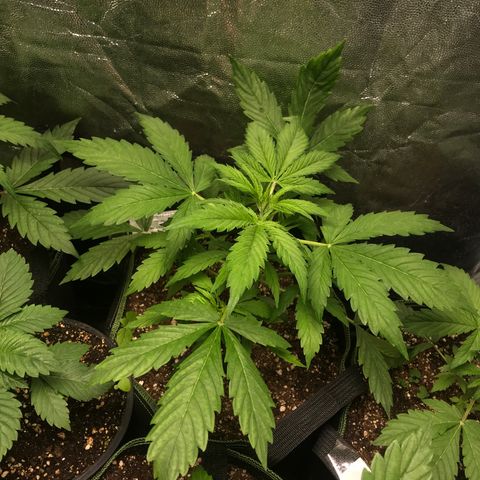 Gelato 41 #2 growlog timeline photo