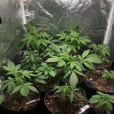 Gelato 41 #2 growlog timeline photo
