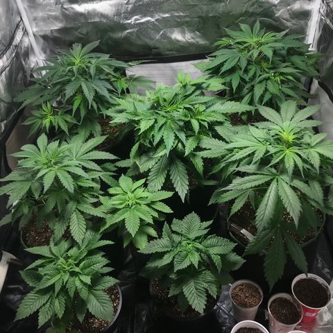 Gelato 41 #2 growlog timeline photo
