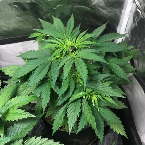 Gelato 41 #2 growlog timeline photo
