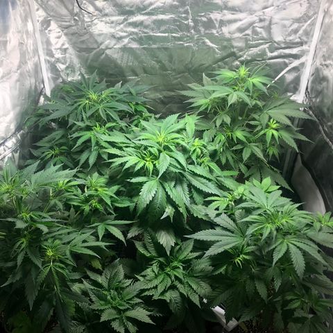 Gelato 41 #2 growlog timeline photo