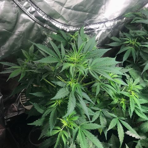 Gelato 41 #2 growlog timeline photo
