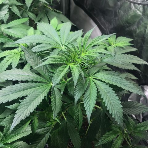 Gelato 41 #2 growlog timeline photo