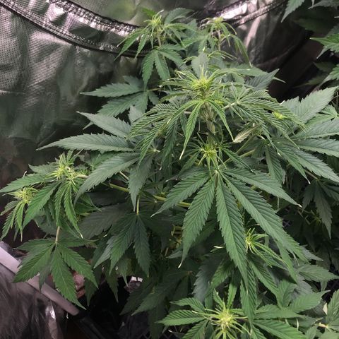 Gelato 41 #2 growlog timeline photo