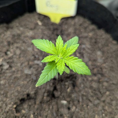 Royal Cheese growlog timeline photo