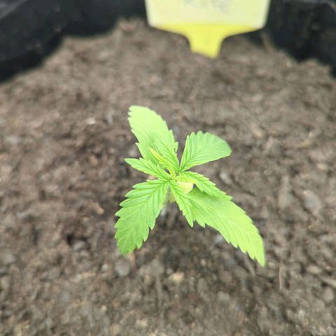 Special Kush #1 growlog timeline photo