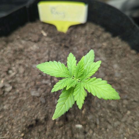 Royal Cheese growlog photo: 12.42