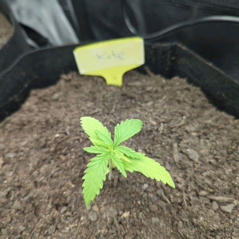 Special Kush #1 growlog photo: 12.43