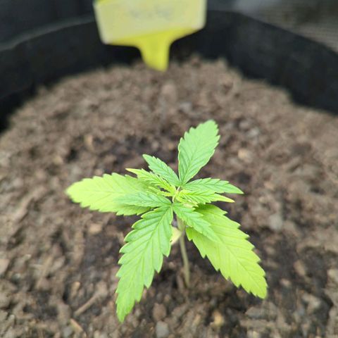 Special Kush #1 growlog photo: Am