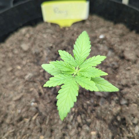 Royal Cheese growlog photo: Am