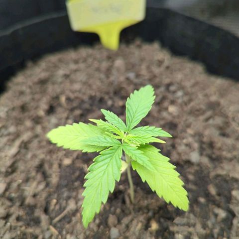 Special Kush #1 growlog timeline photo