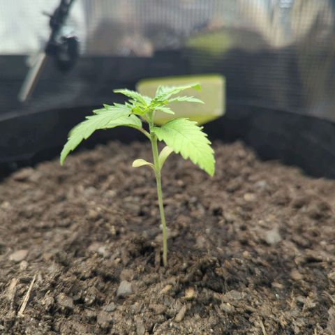 Special Kush #1 growlog timeline photo