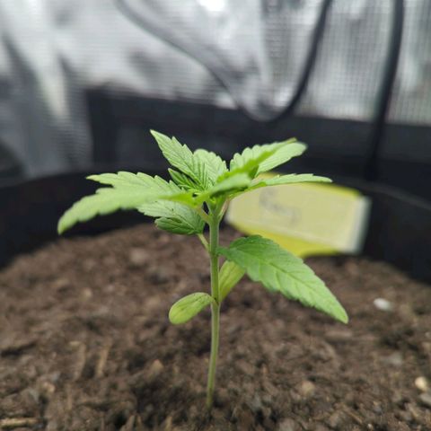 Royal Cheese growlog timeline photo