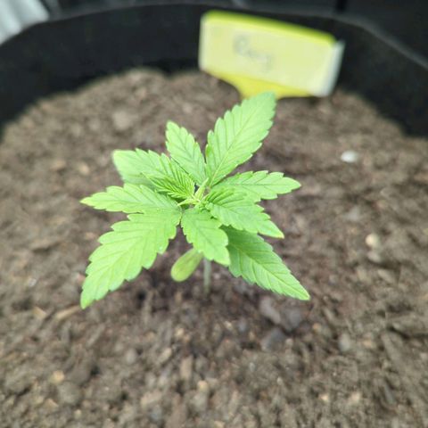 Royal Cheese growlog timeline photo