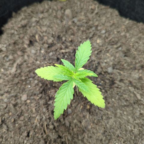 Special Kush #1 growlog timeline photo