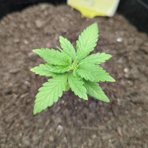 Royal Cheese growlog photo: Am