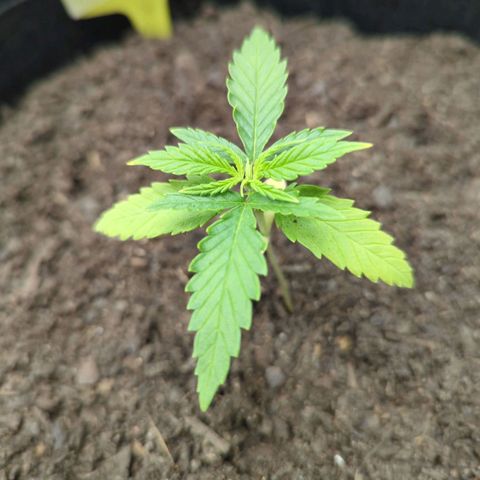 Special Kush #1 growlog photo: Am