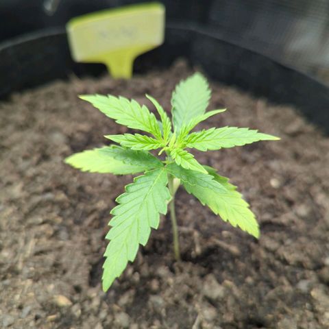 Special Kush #1 growlog photo: Am
