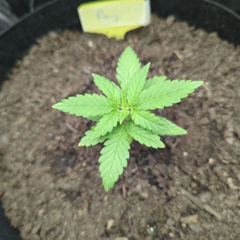 Royal Cheese growlog photo: Am